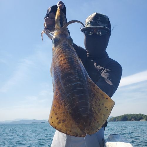 アオリイカの釣果