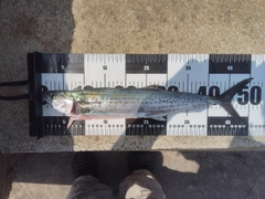 サゴシの釣果