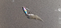 シタビラメの釣果