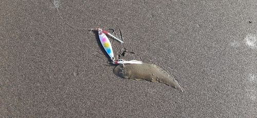 シタビラメの釣果