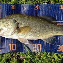 ラージマウスバス