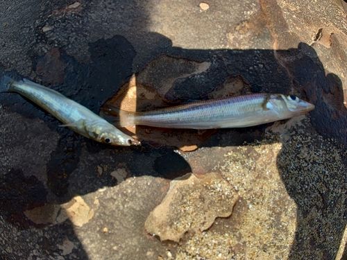 キスの釣果