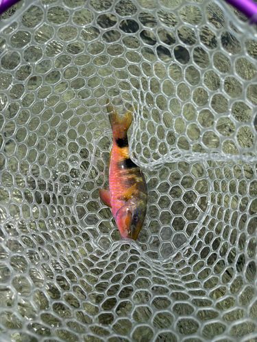 オジサンの釣果