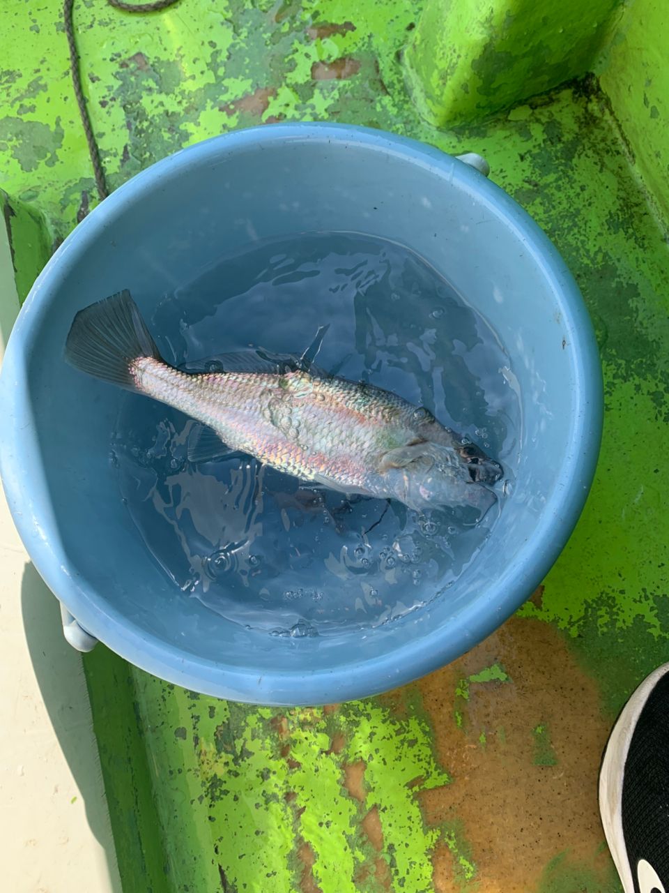 シログチ