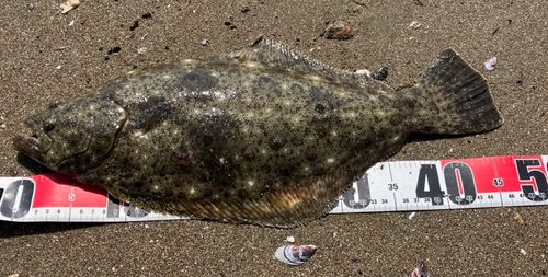 ヒラメの釣果