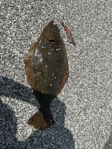 ヒラメの釣果