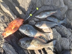 グレの釣果
