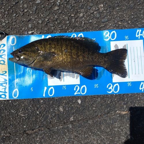 スモールマウスバスの釣果