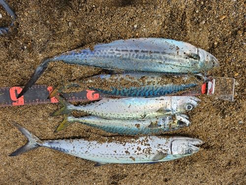 サゴシの釣果