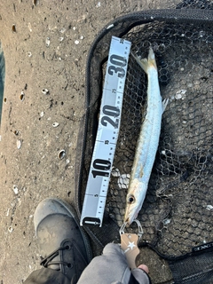 タイワンカマスの釣果