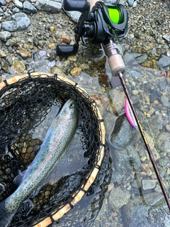 ニジマスの釣果