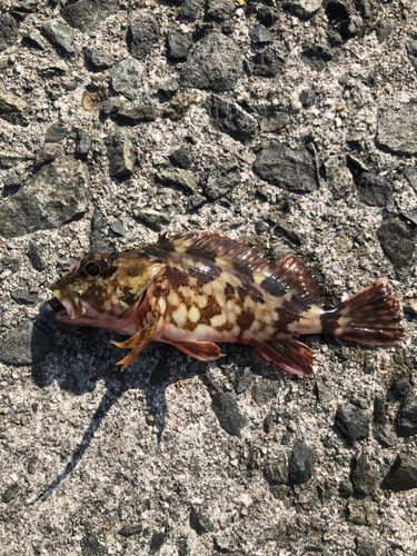 カサゴの釣果