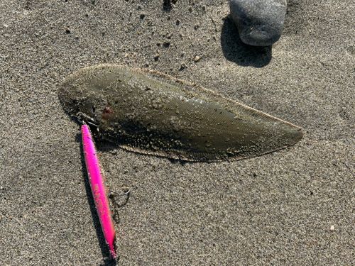 シタビラメの釣果