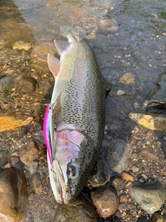 ニジマスの釣果