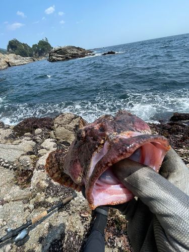 アイナメの釣果