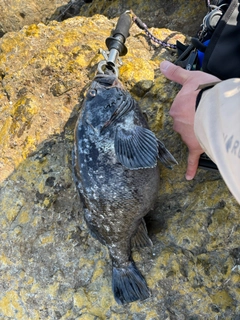 クロソイの釣果