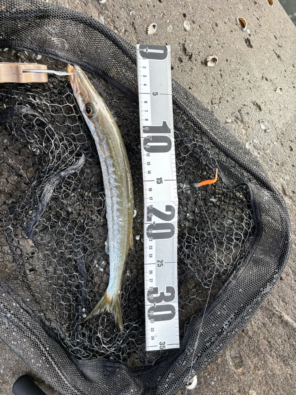 タイワンカマス