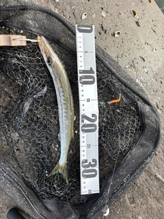 タイワンカマスの釣果