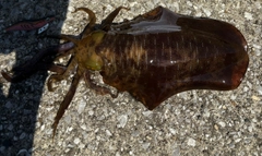 アオリイカの釣果