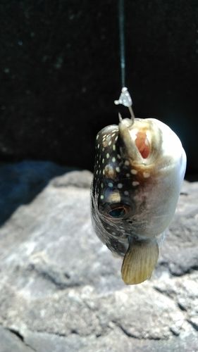 クサフグの釣果