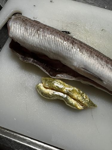 ニギスの釣果