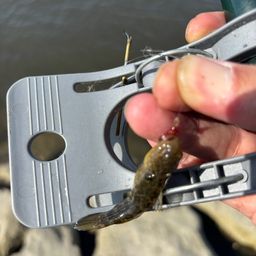 シモフリシマハゼ