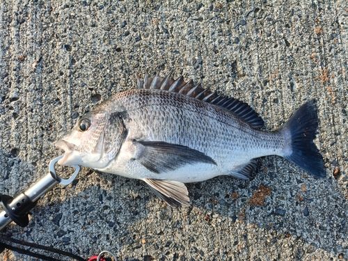 クロダイの釣果