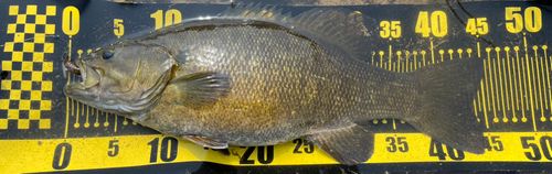 スモールマウスバスの釣果