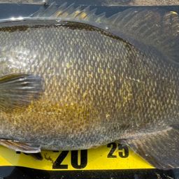 スモールマウスバス