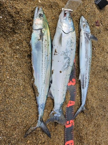 サクラマスの釣果