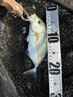 カスミアジの釣果
