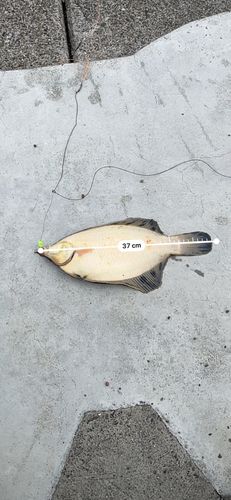 クロガシラガレイの釣果