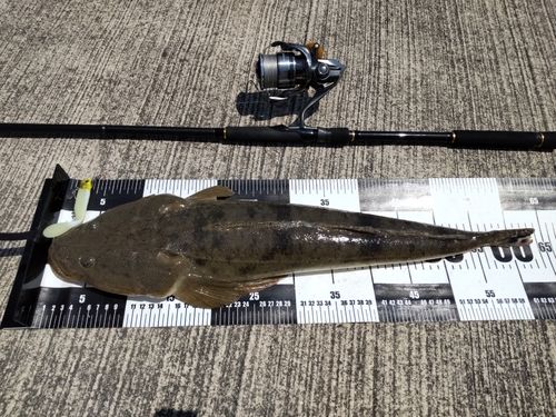 マゴチの釣果