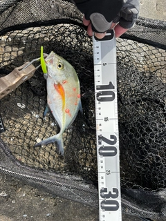 カスミアジの釣果