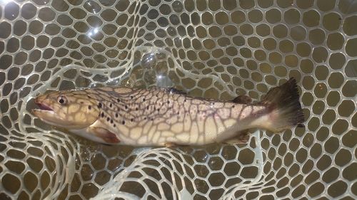 ブラウントラウトの釣果