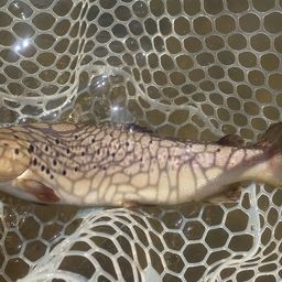 ブラウントラウト