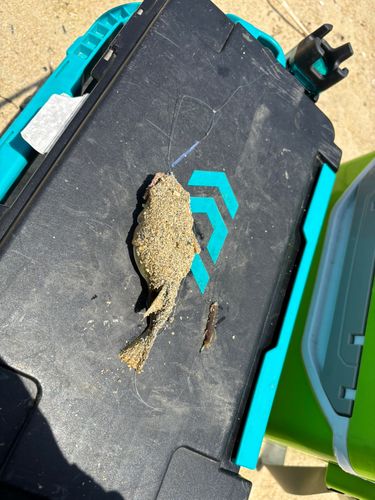 クサフグの釣果