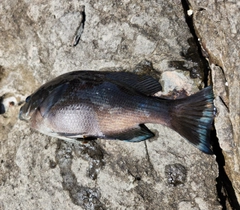 グレの釣果