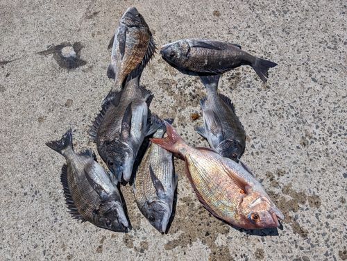 チヌの釣果