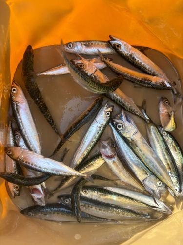 サバの釣果