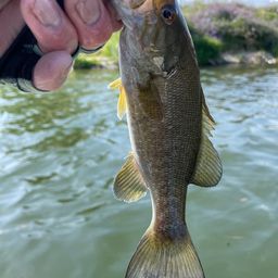 スモールマウスバス