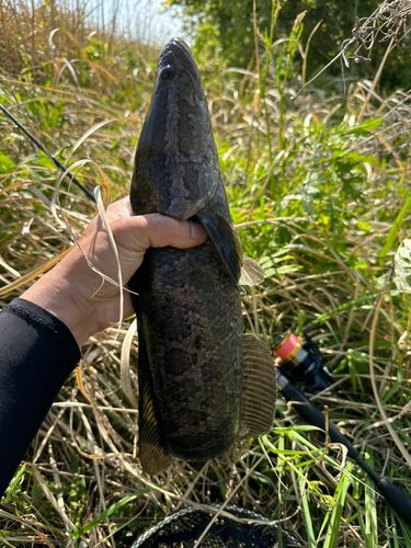 ライギョの釣果