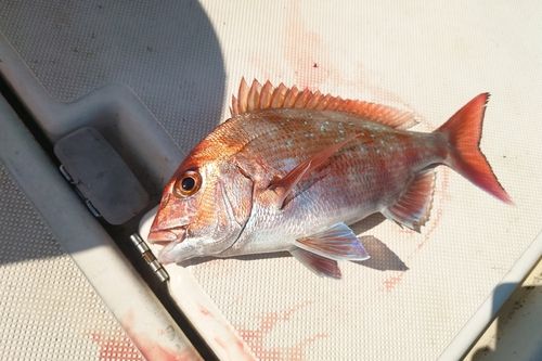 マダイの釣果