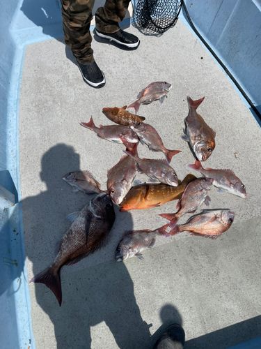 マダイの釣果