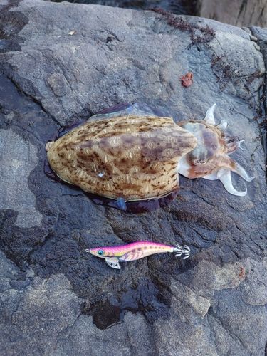 コウイカの釣果