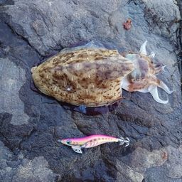 コウイカ