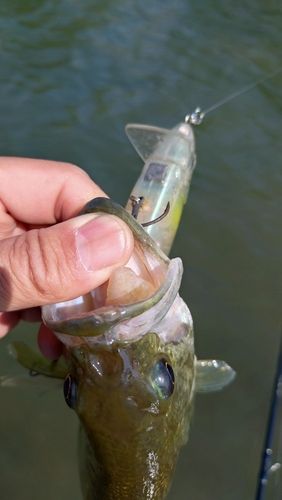 ラージマウスバスの釣果