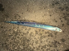 タチウオの釣果