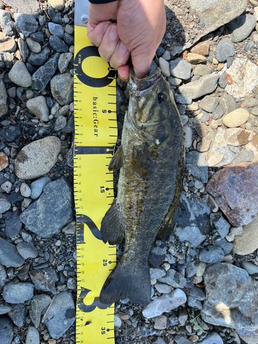 スモールマウスバス