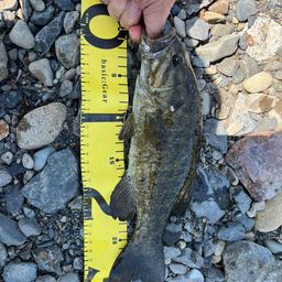 スモールマウスバス